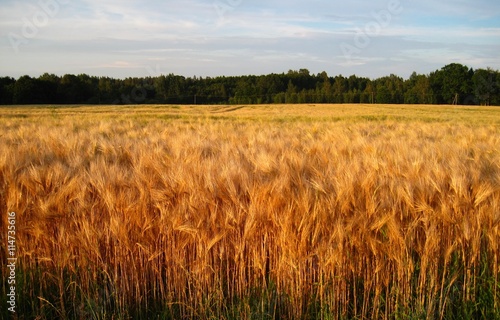 Rye field and forest in the background