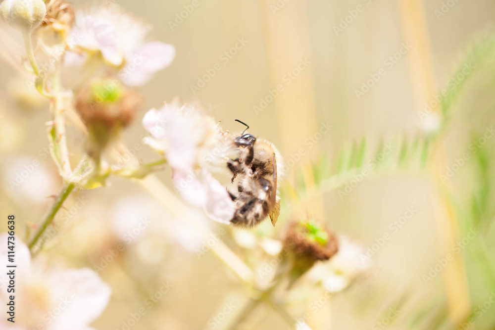 bee and pink flower