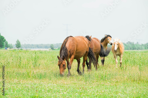 Belgian wild horse out in the field 