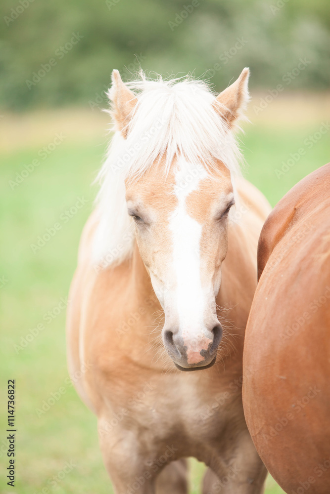 Fototapeta premium Belgian wild horse out in the field