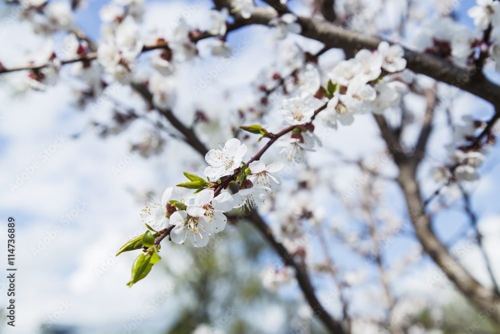 Blooming apricot tree in the garden