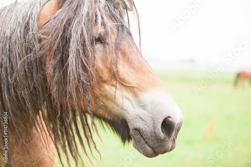 Belgian wild horse out in the field