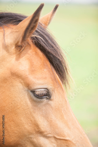 Belgian wild horse out in the field