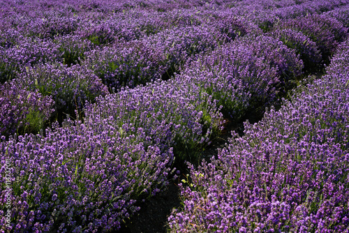Lavender field at the end of June  near Kazanlak  Bulgaria