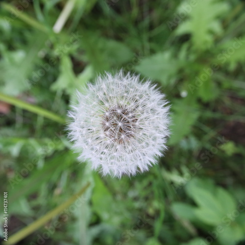 Unusual view of blowball, wide angle macro shot directly from above
