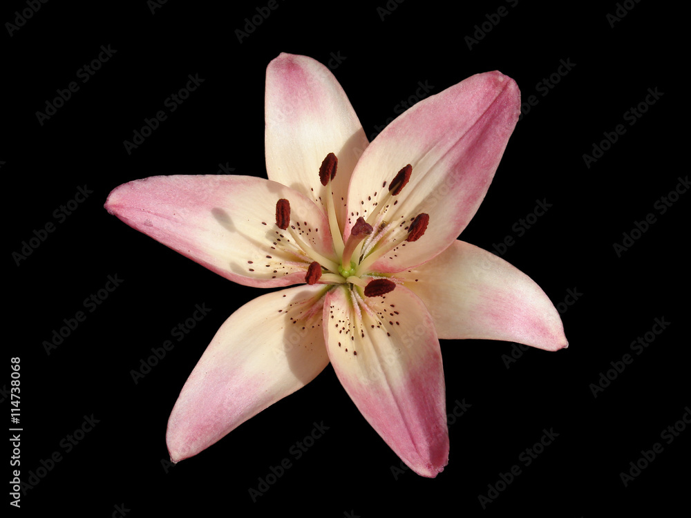Asiatic hybrid liliy 'Rosella's Dream' pink-white flower isolate