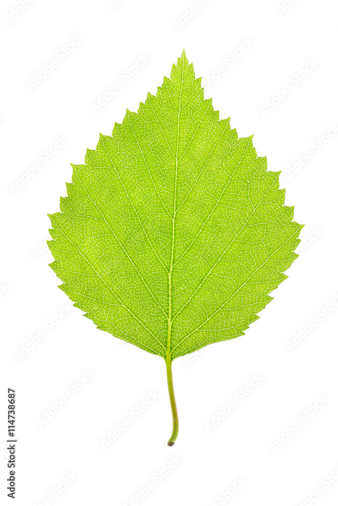 Fototapeta premium green leaf on white