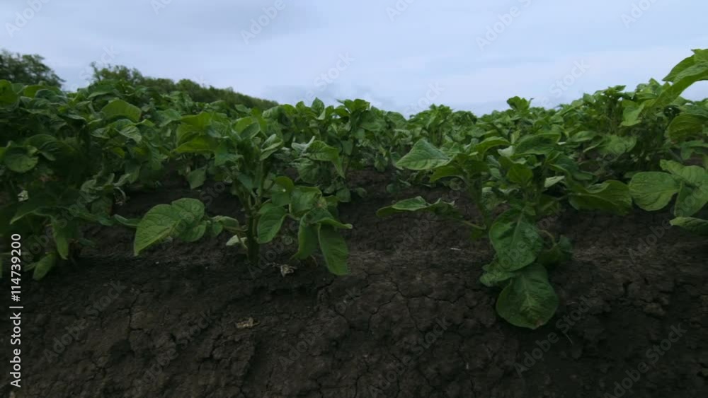 Potato Field with Green Shoots of Potatoes. Young Potato Plants.Pan Potato Field with Green Shoots of Potatoes. Young Potato Plants.Pan