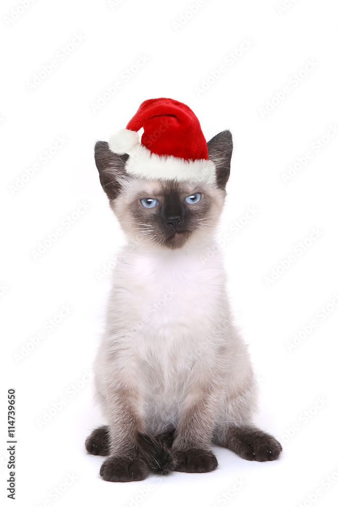Siamese Kitten on White With Santa Hat Siamese Kitten on White With Santa Hat