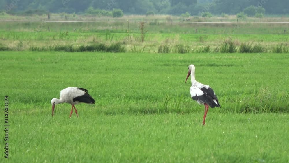 Two European white storks walking over a green grass field one of the birds picking up food and the right wading bird walking to left long-legged long-necked wading animals with long stout bills 4k Two European white storks walking over a green grass field one of the birds picking up food and the right wading bird walking to left long-legged long-necked wading animals with long stout bills 4k