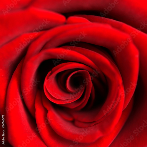 Red rose, closeup