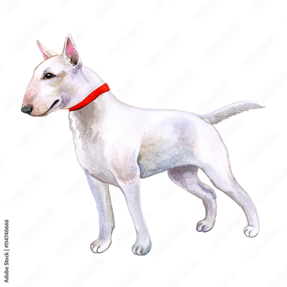 Watercolor closeup portrait of cute English Bull Terrier dog puppy isolated on white background. English shorthair terrier family dog. Hand drawn sweet home pet. Greeting card design. Clip art