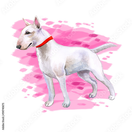 Watercolor closeup portrait of cute English Bull Terrier dog puppy isolated on white background. English shorthair terrier family dog. Hand drawn sweet home pet. Greeting card design. Clip art