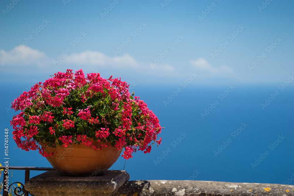 Pink flowers and bird-eye view at sea