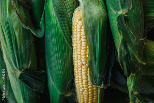 Картината върху платно cobs of young corn in the leaves on the market