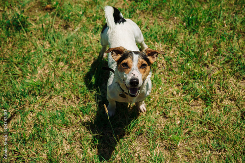 small dog breed Jack Russell Terrier sitting on the grass and looking at the camera