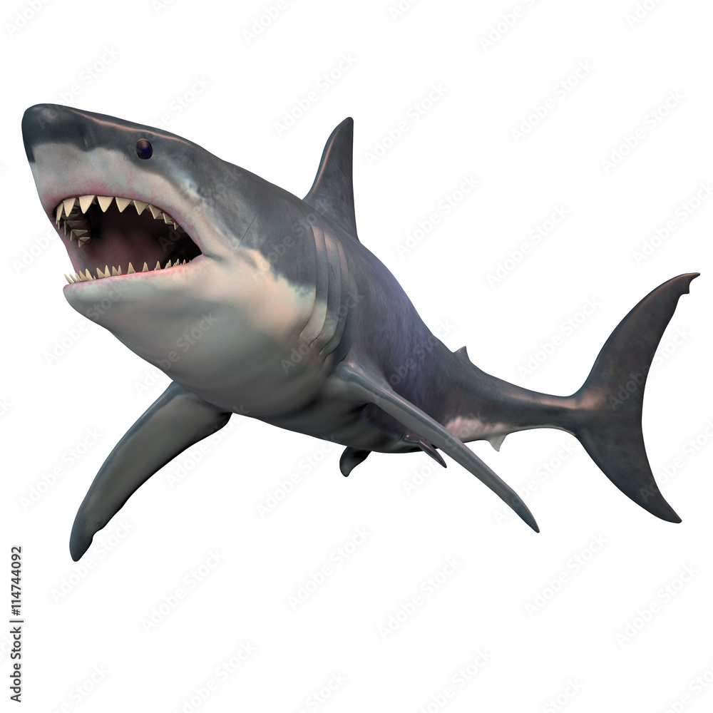Fototapeta premium Great White Shark Isolated - Wielki biały rekin może rosnąć powyżej 8 metrów lub 26 stóp i dożyć 70 lat.