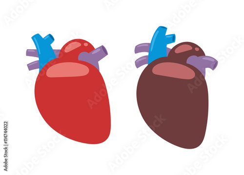 Human heart anatomy isolated on white vector illustration. Anatomy body human heart biology science aorta. Human heart cardiology, healthcare atrium system healthy physiology symbol.