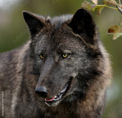 Black wolf looking to the left
