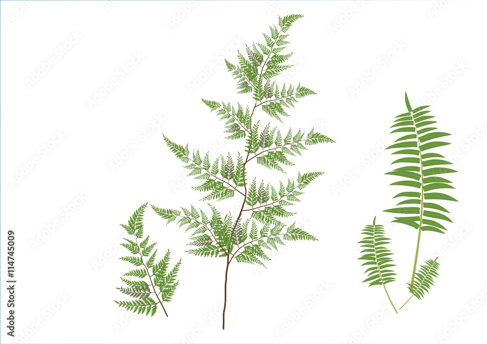 fern branch two kind of fern on white background,isolated picture fern branch two kind of fern on white background,isolated picture