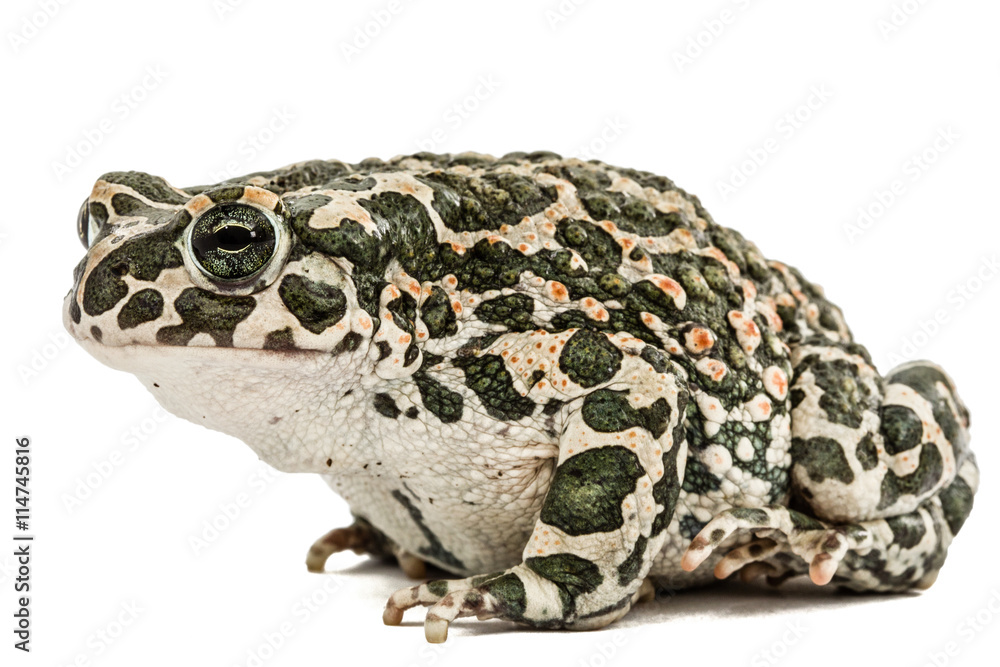 Fototapeta premium Toad green, lat. Bufo viridis, isolated on white background