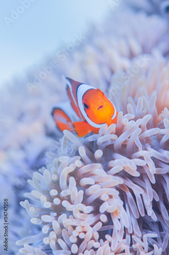Leinwand Poster Common Clownfish