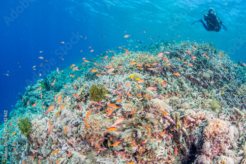 Fototapeta Naklejka Na Ścianę i Meble -  Coral Reef with Colorful Fishes