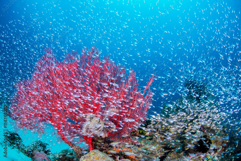 Fototapeta premium Luminous cardinalfish with sea fan
