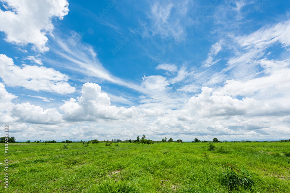Fototapeta premium green field and blue sky
