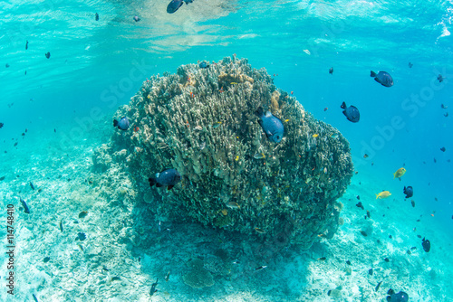 Colony of Anemonefish