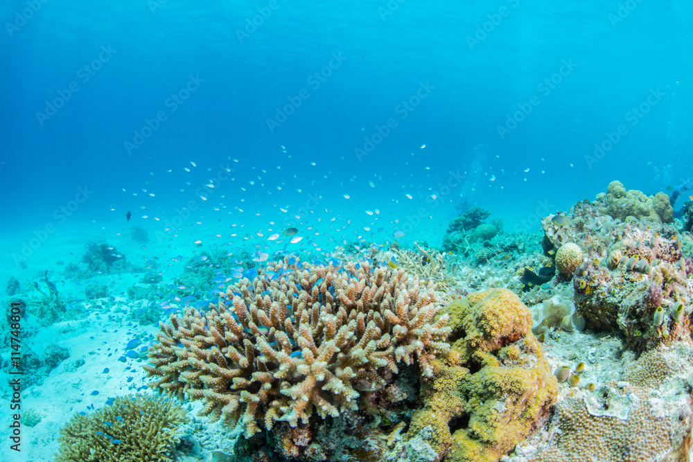 Obraz premium Blue Green Chromis