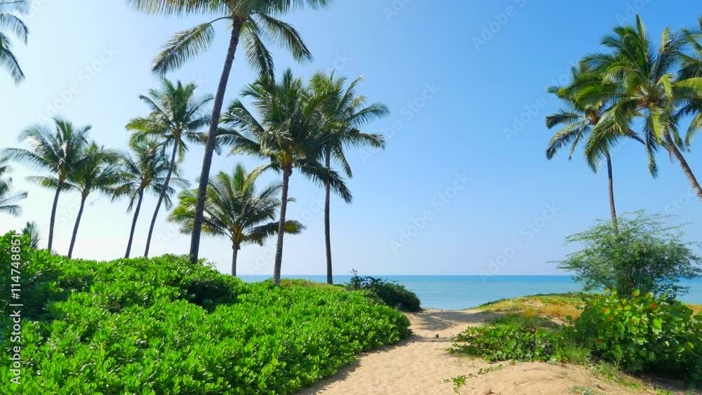 4K Palm Trees flanking Beach Path to Ocean, Island Travel Landsacpe 4K Palm Trees flanking Beach Path to Ocean, Island Travel Landsacpe