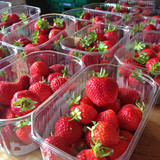 Strawberries at a farmers market packaged in plastic punnets or chips. Photographed in New Zealand.