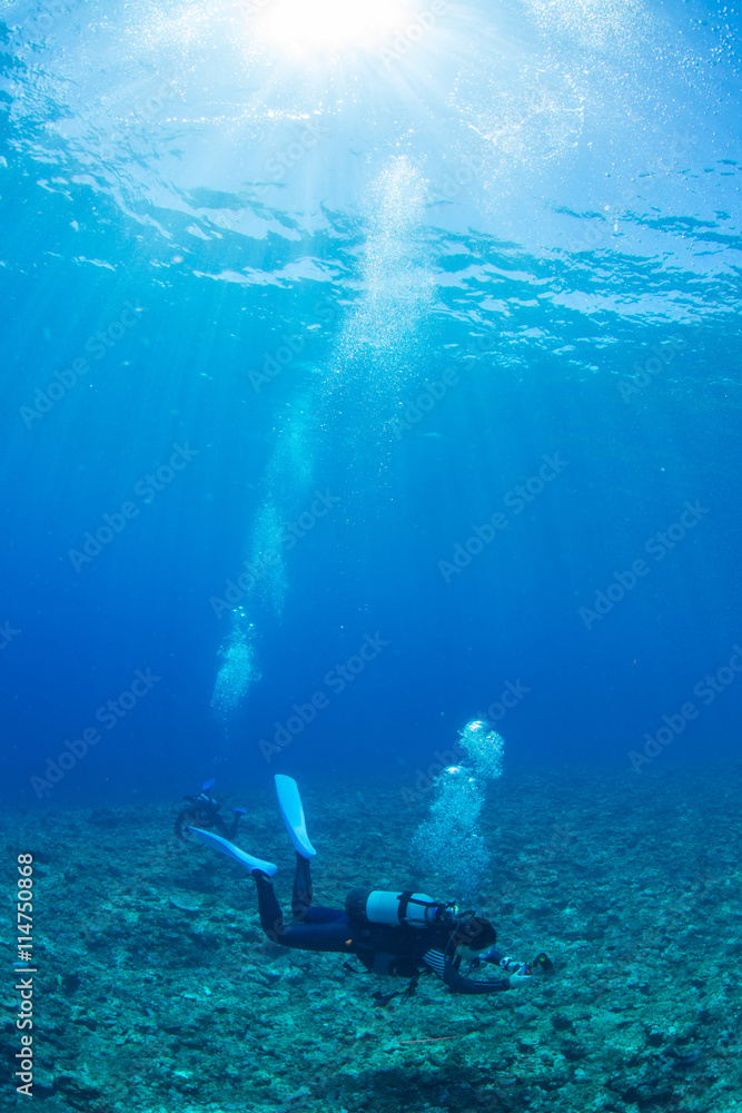 Fototapeta premium The Diver