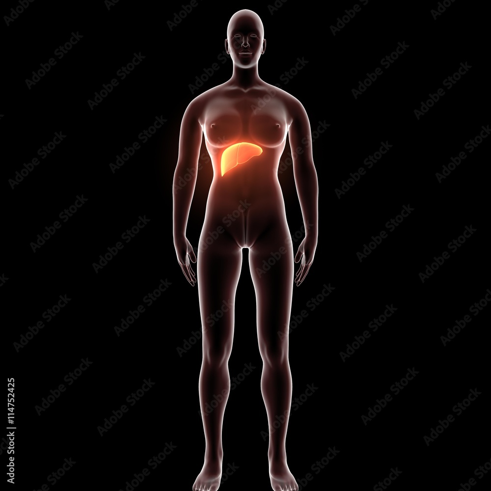 Liver - Female Organs Human Anatomy Liver - Female Organs Human Anatomy