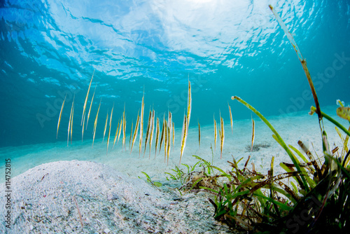 Striped Shrimpfish