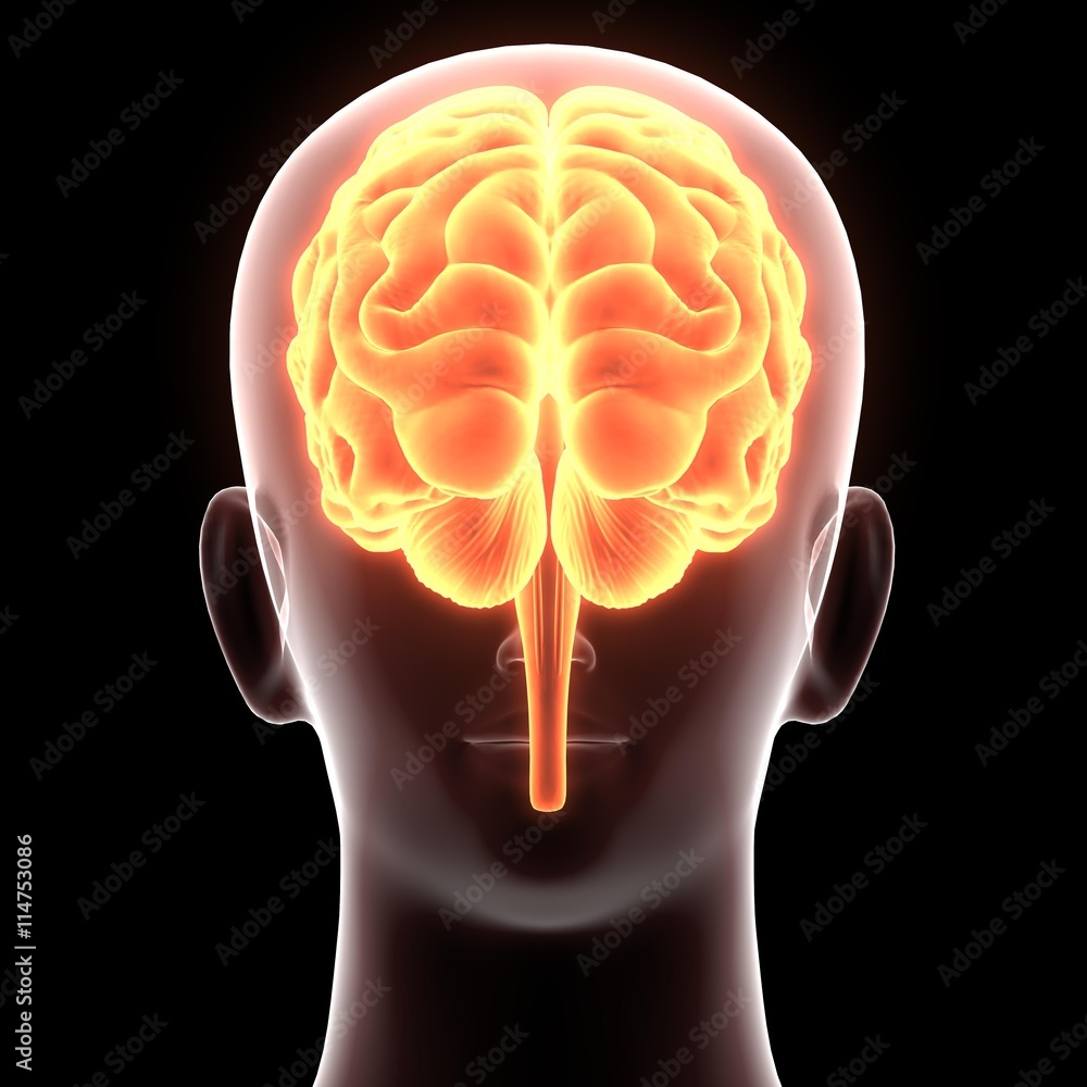Human Brain Anatomy 3d illustration Stock Illustration | Adobe Stock