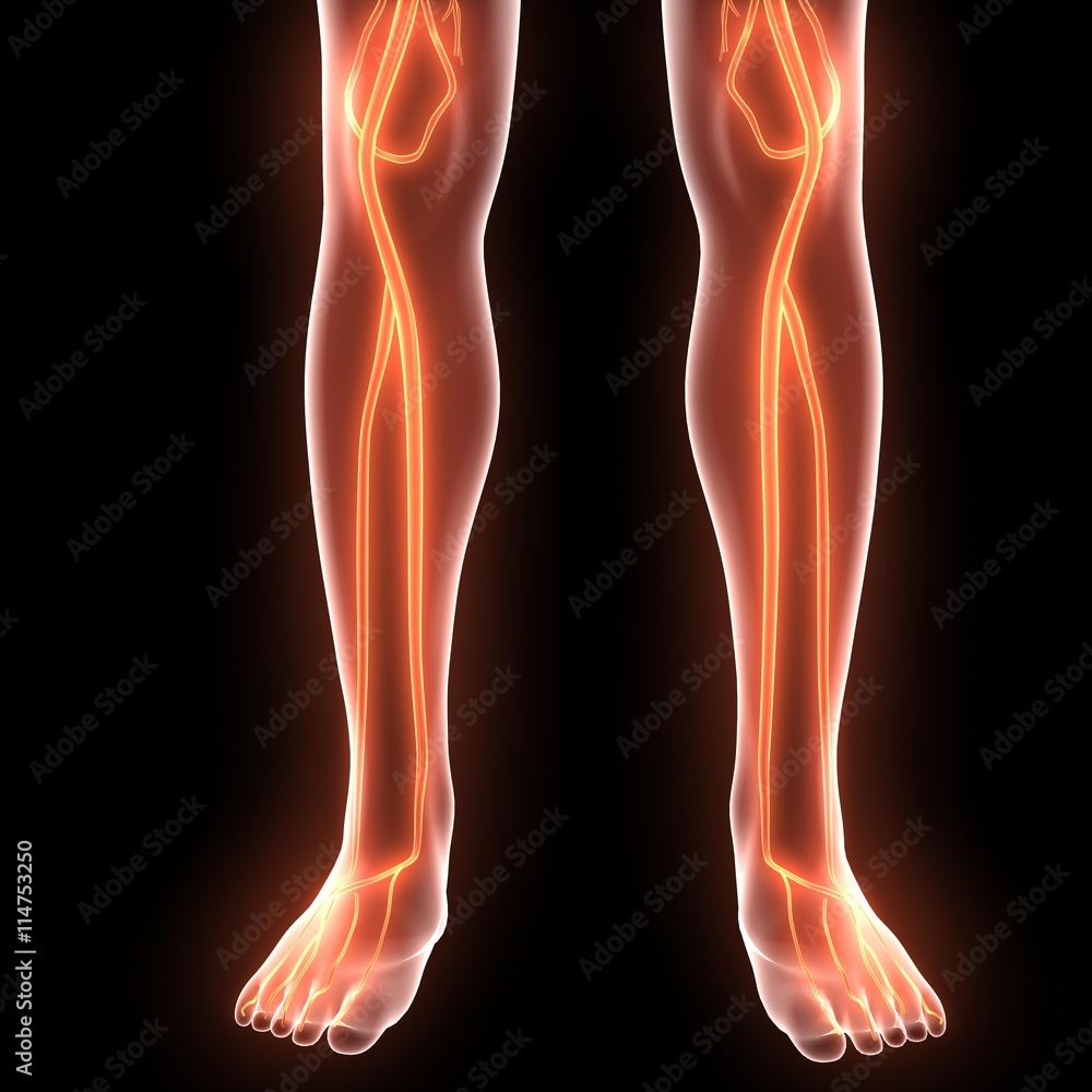 Human Body Bone Joint Pains (Tibia and Fibula joints). 3D Human Body Bone Joint Pains (Tibia and Fibula joints). 3D