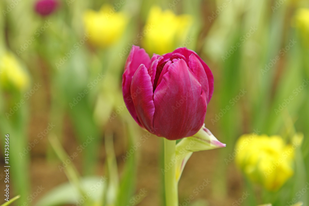 The tulip The tulip