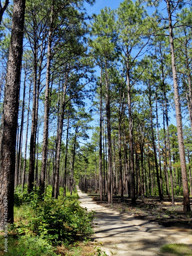 Forest of tall pine trees and a bright blue sky Forest of tall pine trees and a bright blue sky