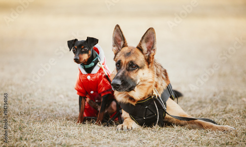 Brown German Sheepdog And Black Miniature Pinscher  Pincher Layi photo