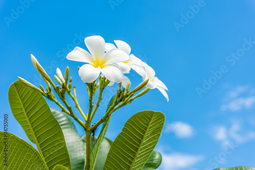 White plumeria with blue sky background