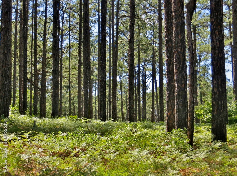 Fototapeta premium Forest of tall pine trees and a bright blue sky