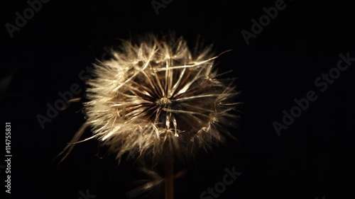 Wallpaper Mural Close-up of dandelion spreading seed in ultra-slow motion against a black frame Torontodigital.ca