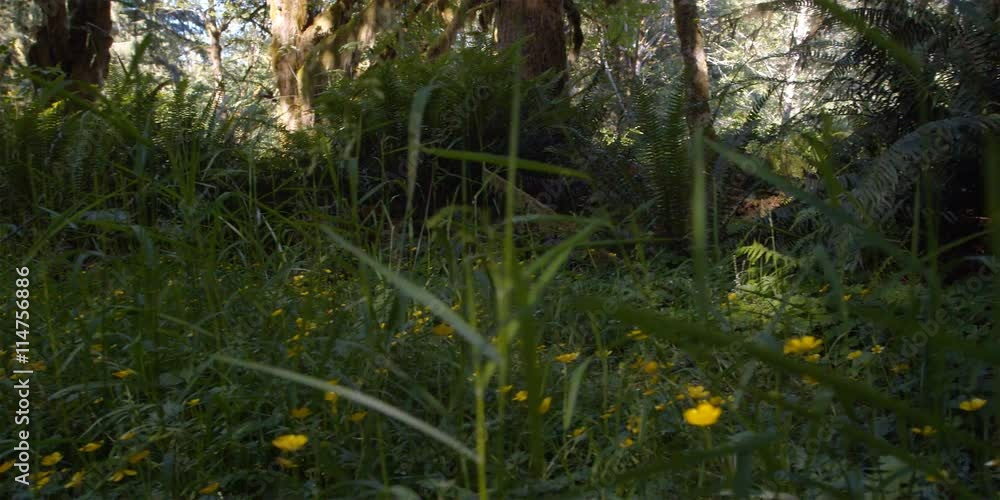Grasses, wildflowers, and mossy understory of Olympic Peninsula rainforest Grasses, wildflowers, and mossy understory of Olympic Peninsula rainforest