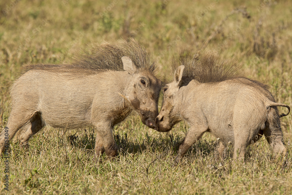 Young warthogs playing Young warthogs playing