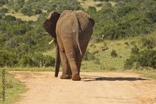 Large African elephant waking away from camera