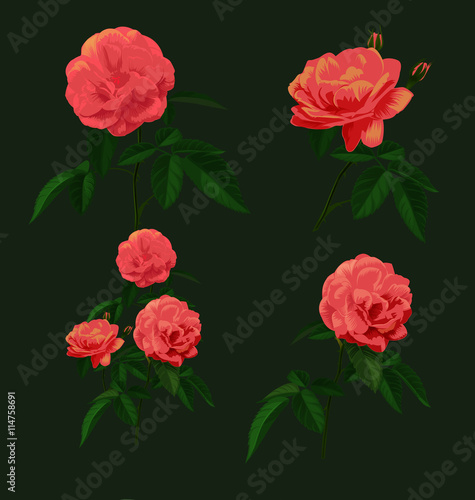 rose bud set