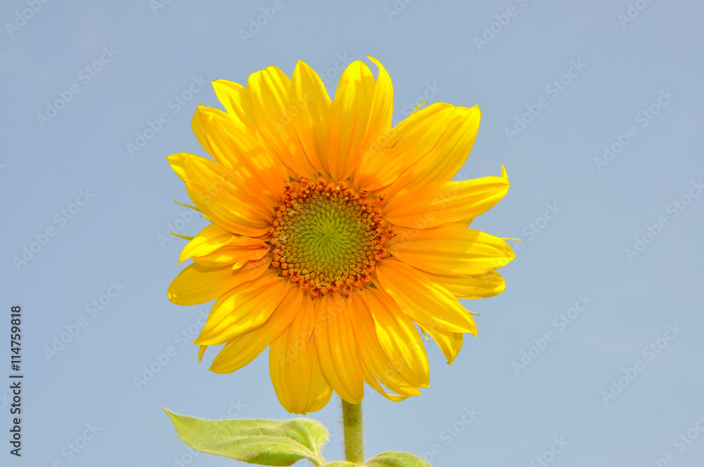 Obraz premium Sunflower