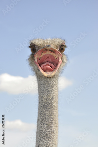 African ostrich. Angry bird © savanno
